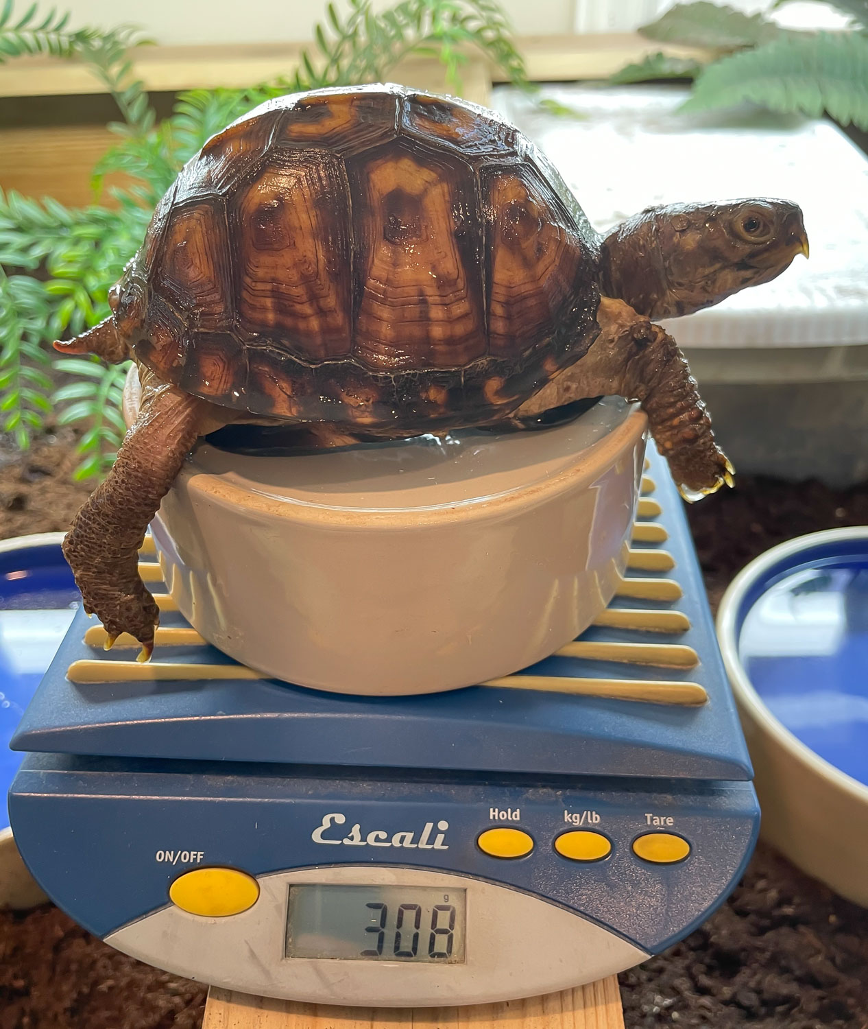 2021, Shelly, low-weight right out of brumation